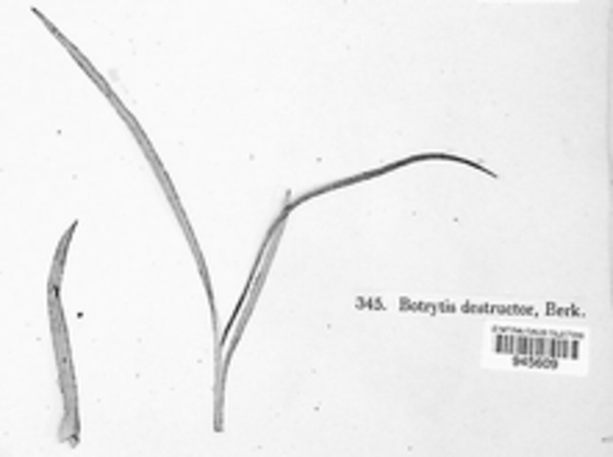 Botrytis destructor image